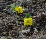 Viola uniflora. Цветущие растения. Иркутская обл., Ангарский р-н, окр. дер. Зуй, долина р. Ангара. 15.05.2017.