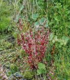 Epilobium hornemannii. Плодоносящее растение во влажнотравье у ручейка. Чукотка, побережье бухты Провидения. 02.08.2007.