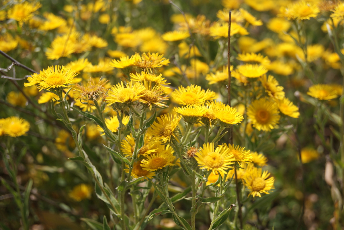 Изображение особи Inula britannica.