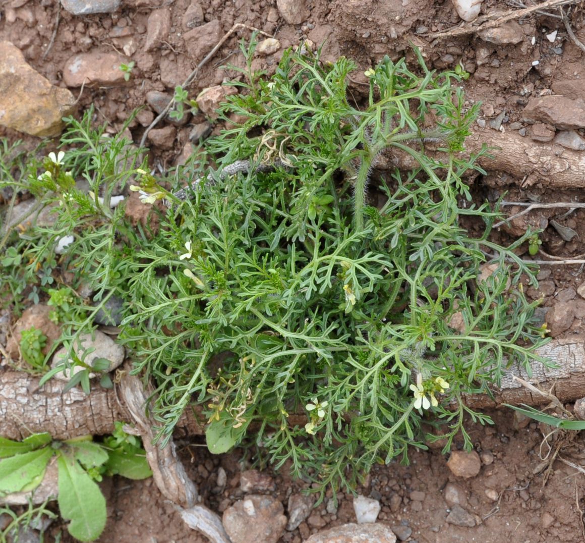 Изображение особи Carrichtera annua.