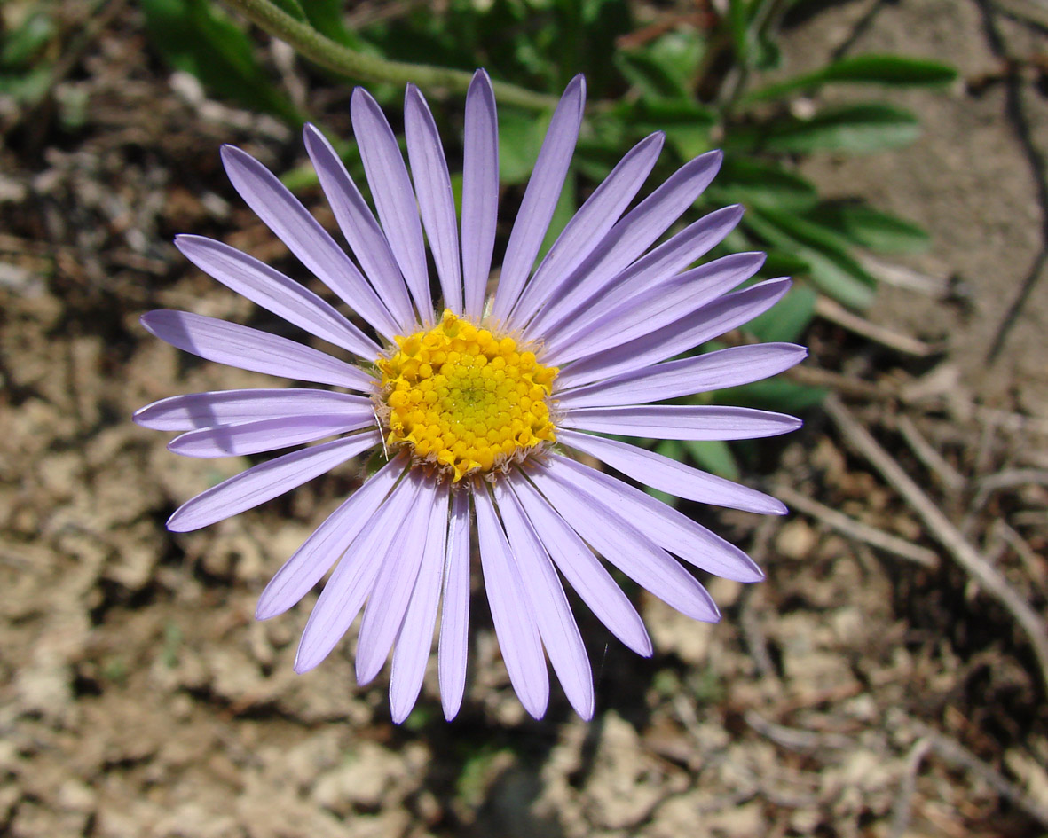 Изображение особи Aster alpinus.