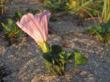 Calystegia soldanella