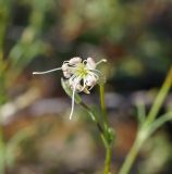 Silene alexandrae