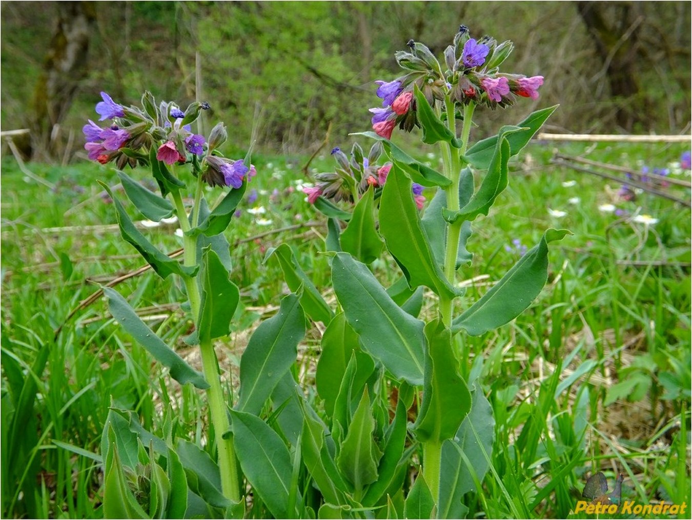 Изображение особи Pulmonaria mollis.