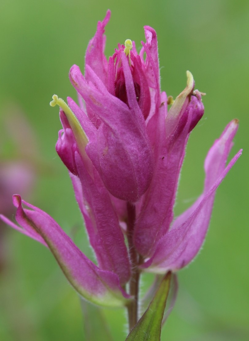 Image of Castilleja arctica ssp. vorkutensis specimen.