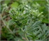 Potentilla argentea. Верхушка побега с бутонами. Чувашия, окр. г. Шумерля, Кумашкинский заказник, Соколова поляна. 1 июня 2010 г.