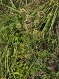 Carlina vulgaris. Цветущее растение. Нидерланды, провинция Limburg, окр. деревни Wahlwiller, южный склон холма Kruisberg, сенокосный луг. 17 августа 2013 г.