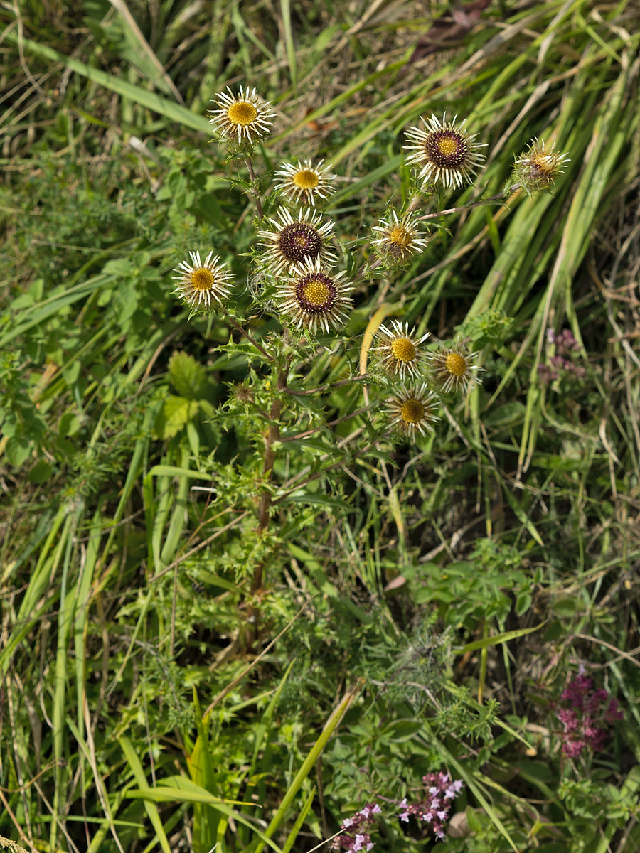 Изображение особи Carlina vulgaris.