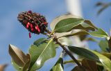 Magnolia grandiflora. Верхушка побега с плодом и высыпающимися семенами. Черноморское побережье Кавказа, м/о город-курорт Сочи, Адлерский р-н, в культуре в озеленении территории аэропорта. 30.10.2018.