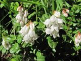 Vaccinium vitis-idaea. Соцветия. Окр. Архангельска, ж.-д. насыпь. 08.06.2011.