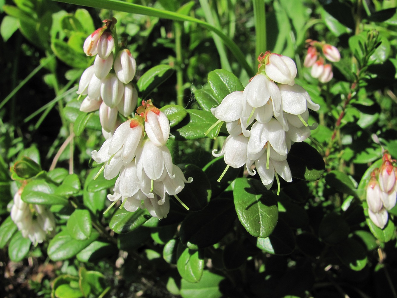 Изображение особи Vaccinium vitis-idaea.