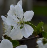 Image of taxon representative. Author is Сергей Наумов