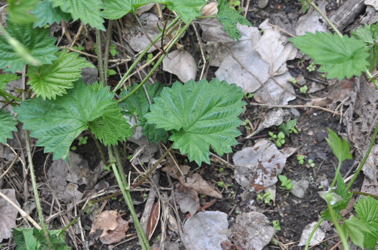 Изображение особи Humulus lupulus.