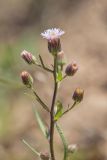 Erigeron acris