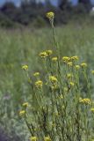 Erysimum hieraciifolium