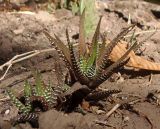 Haworthiopsis fasciata. Вегетирующее растение. Украина, г. Запорожье, клумба. 13.09.2020.