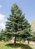 Picea pungens форма glauca. Взрослое дерево. Кабардино-Балкарская Республика, Черекский р-н, Кабардино-Балкарский высокогорный заповедник, ≈ 2200 м н.у.м., территория альплагеря «Безенги». 18.08.2021.