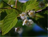 Actinidia kolomikta