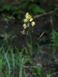 Dactylis glomerata