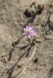 Silene colorata