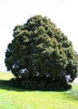 Juniperus seravschanica. Взрослое дерево. Узбекистан, Ташкентская обл., хр. Каржантау. 04.04.2009.
