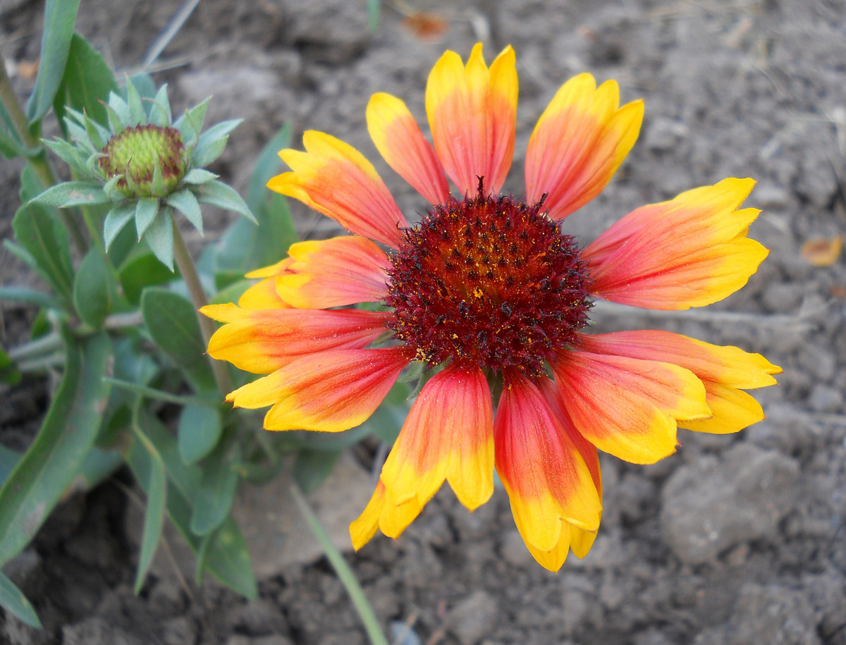 Изображение особи Gaillardia aristata.