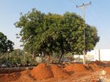 Ficus elastica. Взрослое дерево. Израиль, Шарон, г. Герцлия, в культуре. 24.06.2012.