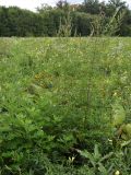 Artemisia vulgaris