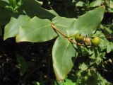 Hypericum grandifolium