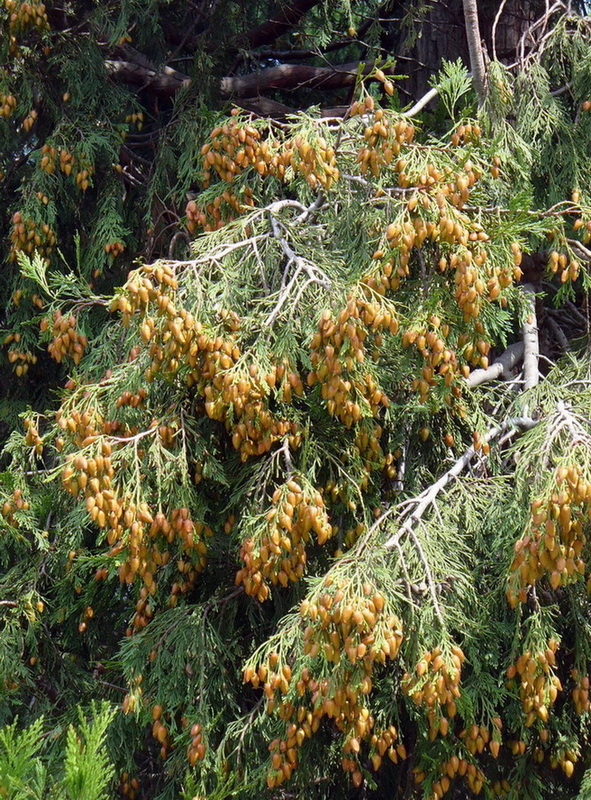 Изображение особи Calocedrus decurrens.