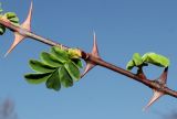 Rosa form pteracantha