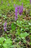 Orchis mascula. Цветущие растения. Краснодарский край, Апшеронский р-н, пос. Мезмай. 27.04.2014.