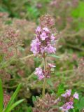 Thymus pulegioides. Верхушка цветущего растения. Удмуртия, г. Ижевск, Ботанический сад Удмуртского госуниверситета. 10.07.2009.