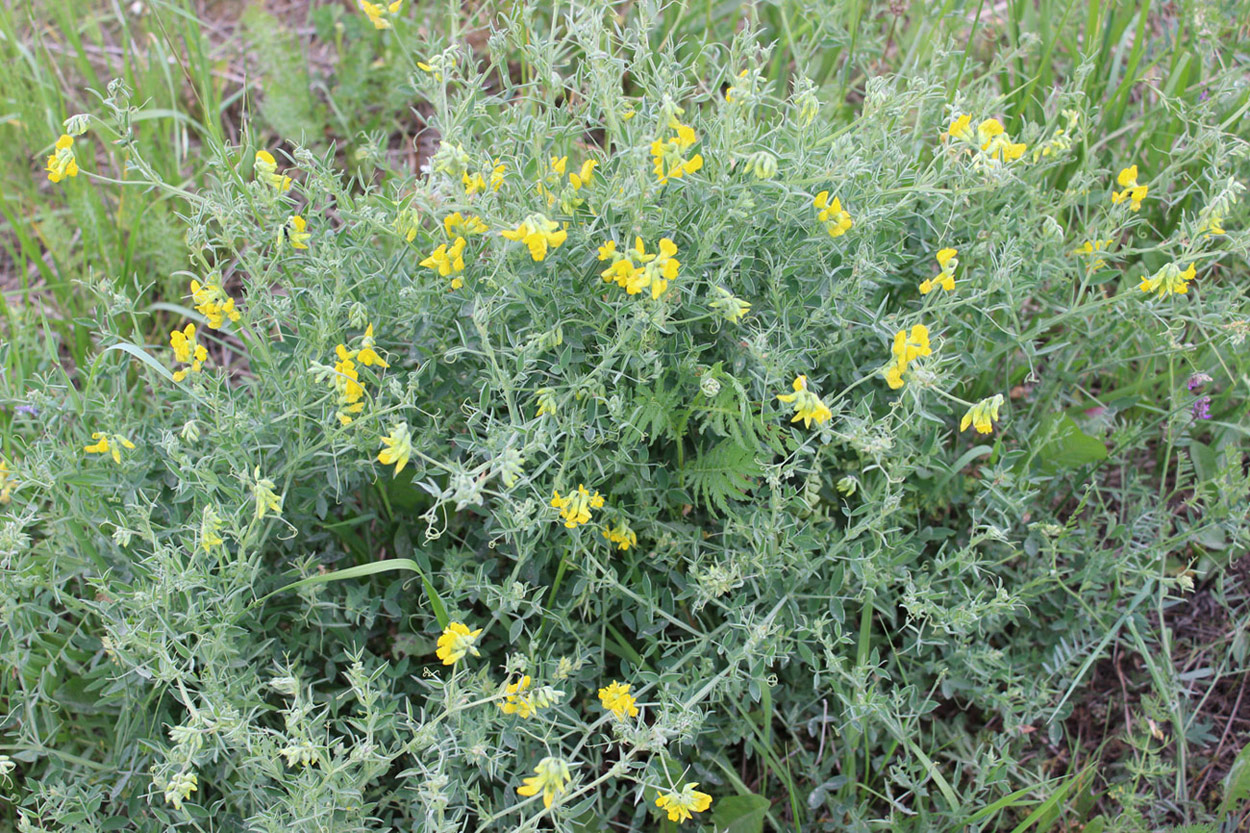 Изображение особи Lathyrus pratensis.