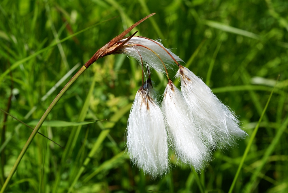 Изображение особи Eriophorum komarovii.