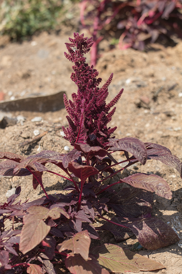 Изображение особи Amaranthus hypochondriacus.