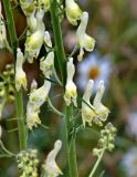 Aconitum barbatum