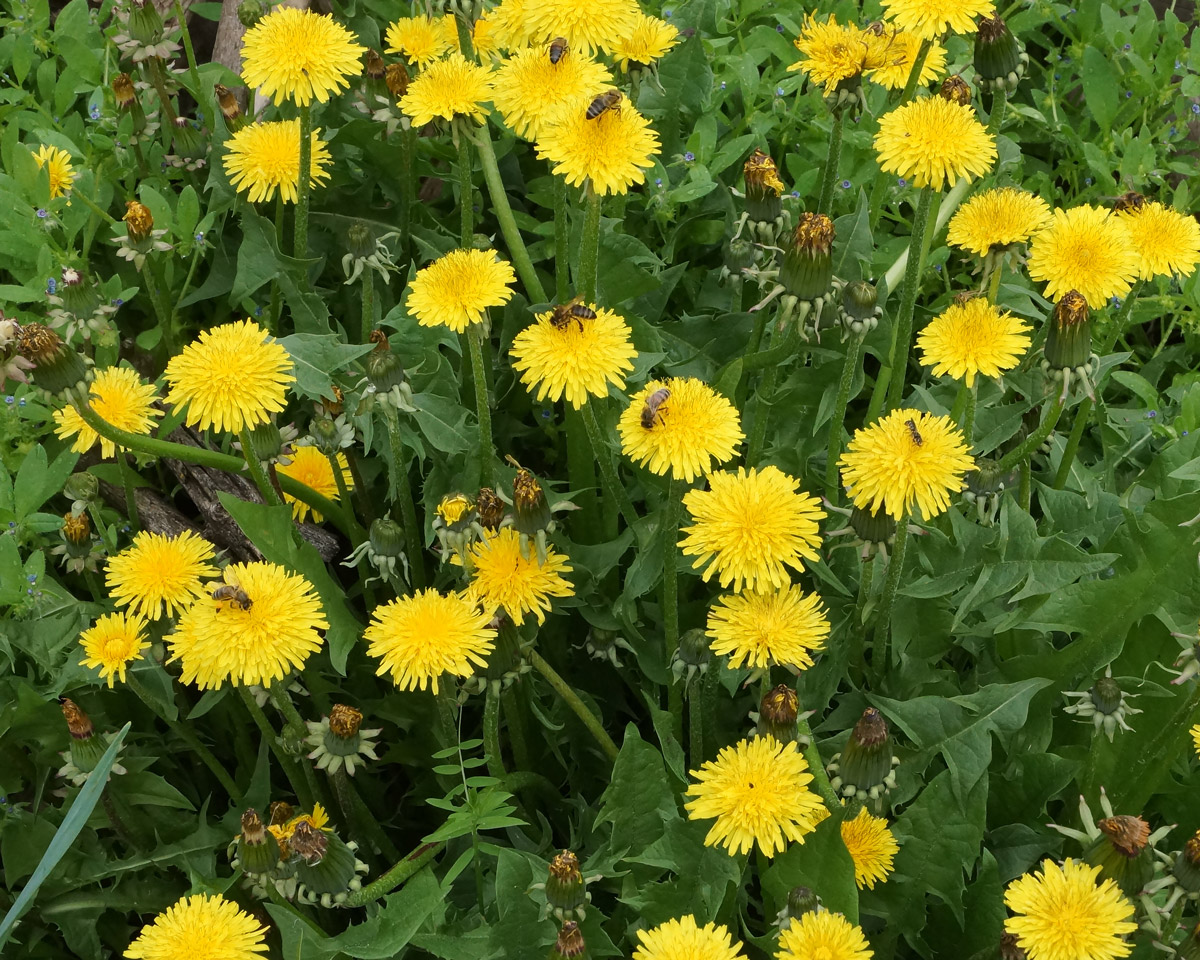 Изображение особи Taraxacum officinale.