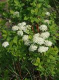 Spiraea media