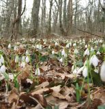 Galanthus plicatus