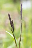 Carex acuta