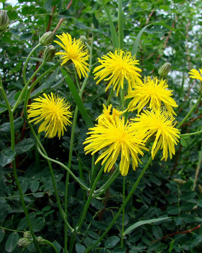 Изображение особи Crepis biennis.