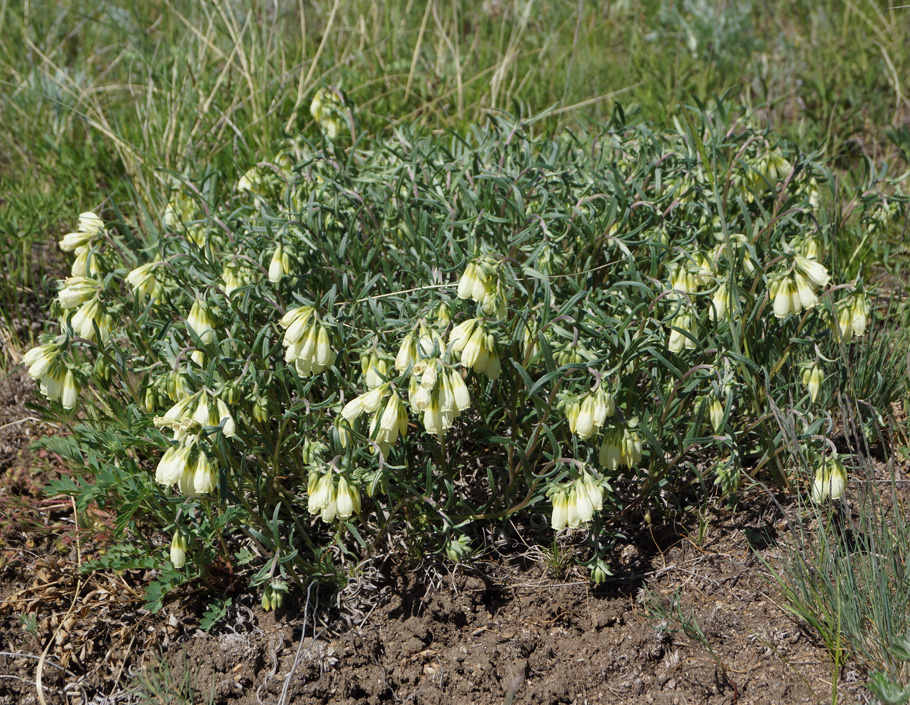 Изображение особи Onosma simplicissima.