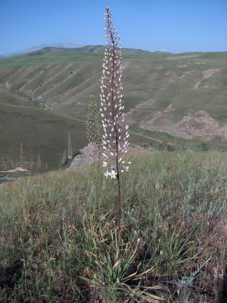 Изображение особи Eremurus olgae.