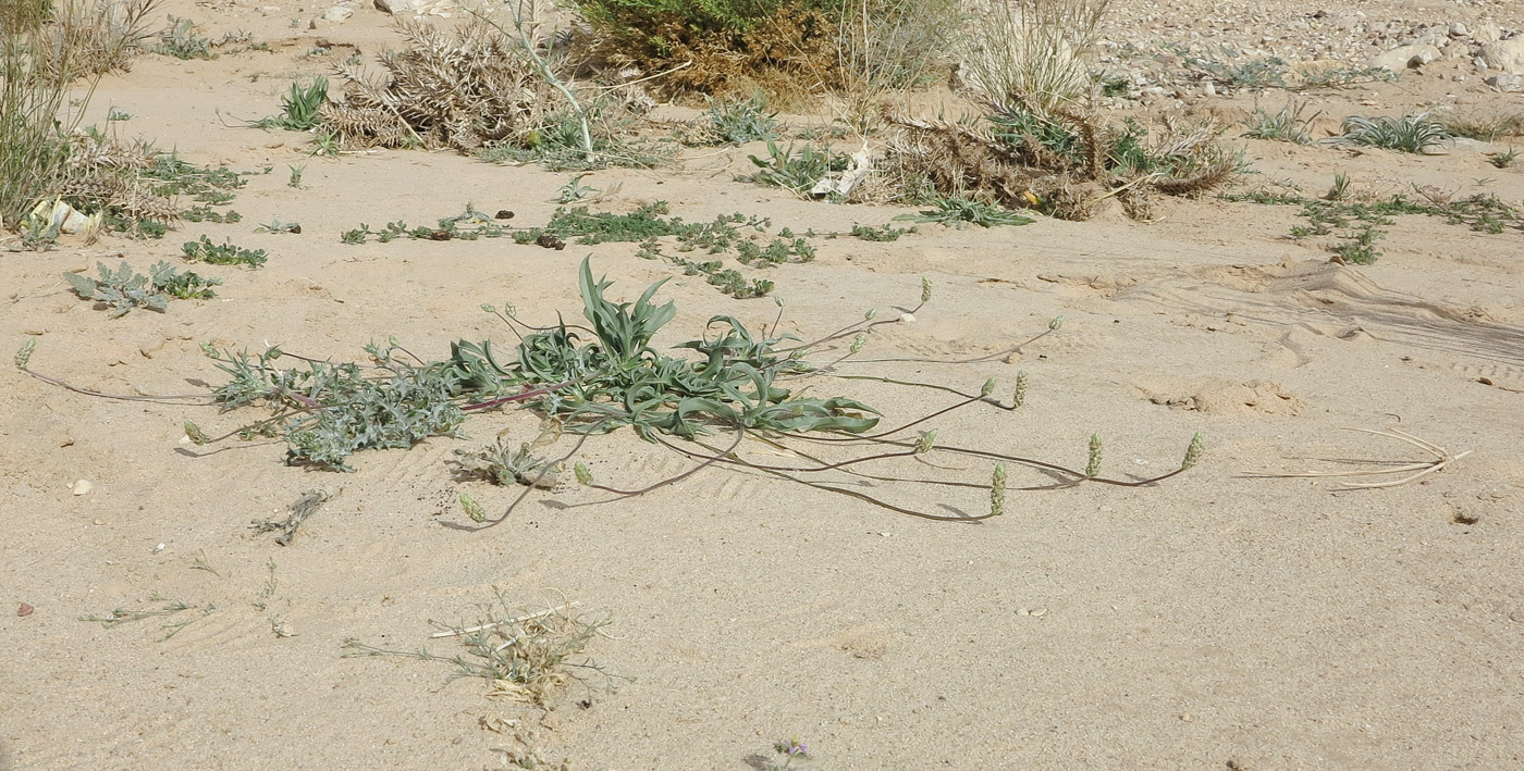 Изображение особи Plantago amplexicaulis.