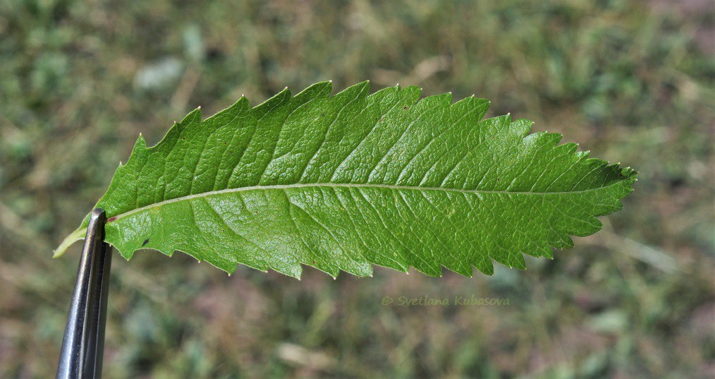 Изображение особи Spiraea salicifolia.