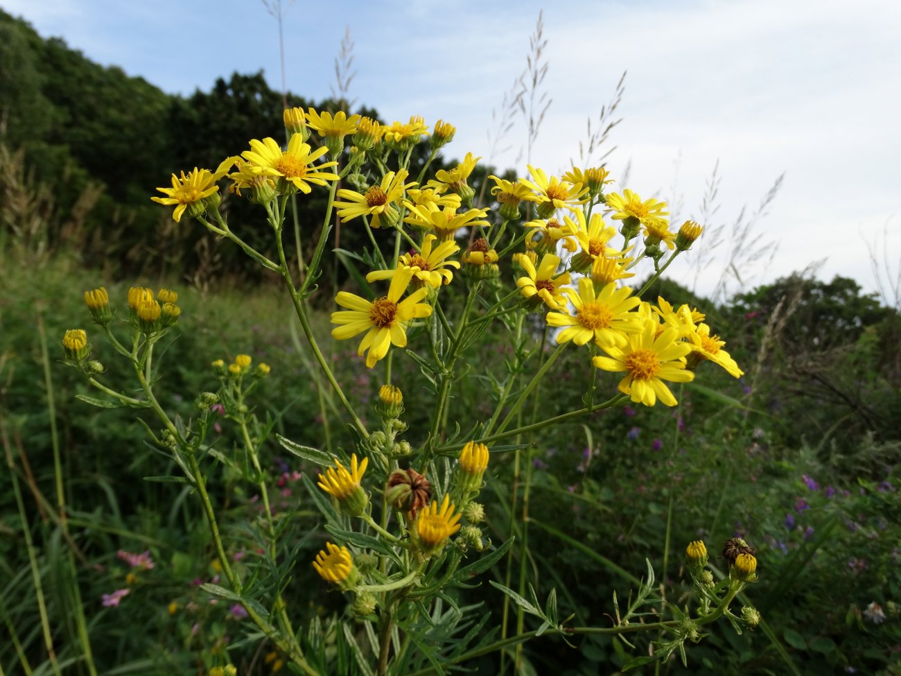 Изображение особи Senecio argunensis.