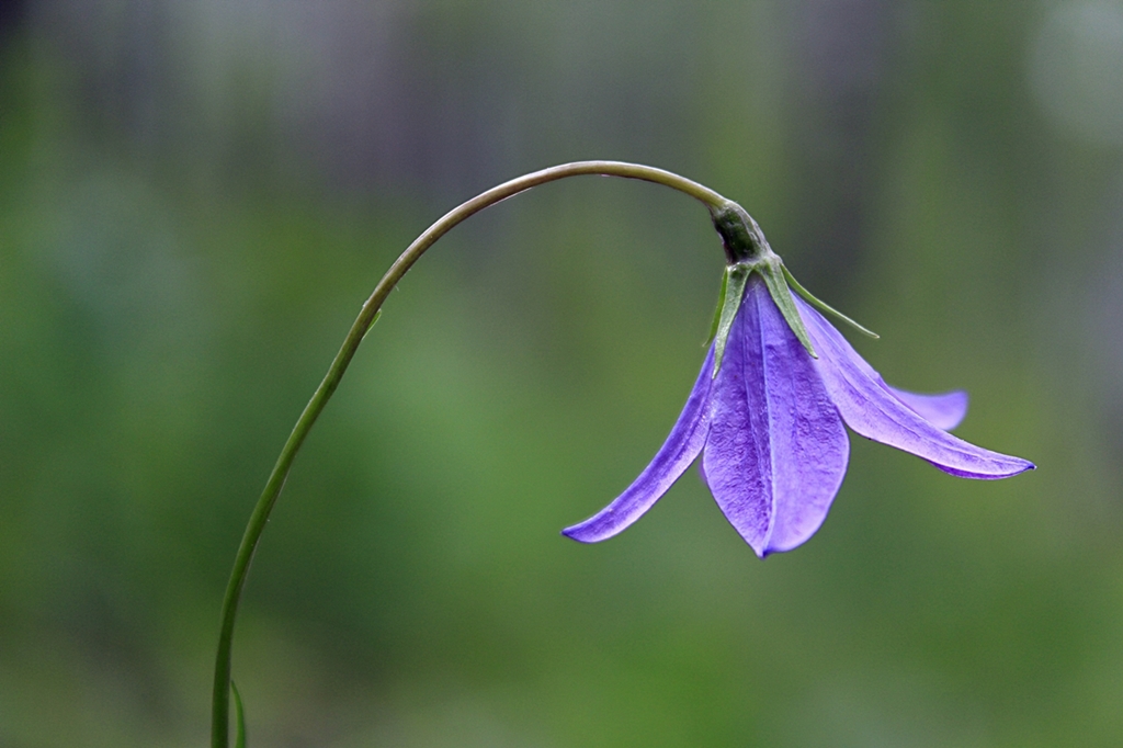 Изображение особи Campanula wolgensis.