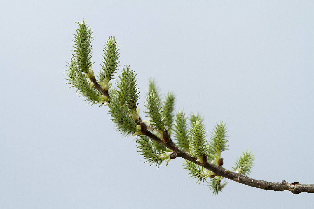 Изображение особи Salix caprea.