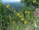 Medicago romanica. Верхушка цветущего растения. Краснодарский край, Абинский р-н, склон горы Западный Папай. 10.07.2016.